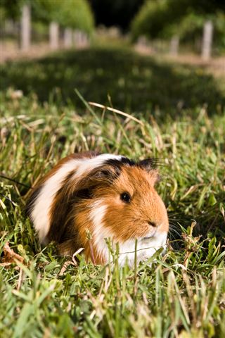 Grapes, vines, wine ..and guinea pigs?